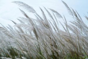 pexels-photo-10723566-10723566 Close-up of tall reed grass gently swaying in the outdoor breeze under a clear sky.